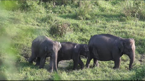 🐘 Did You Know? Elephants Can Hear with Their Feet! 😲 #facts #animals #elephant #didyouknow