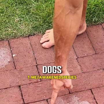 Natural homemade weed killer with only 3 ingredients.