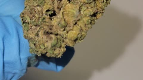 Blue Gummy THC Flower