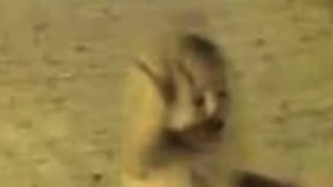 The Ghostly Girl caught on Porch Camera