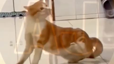 Funny video