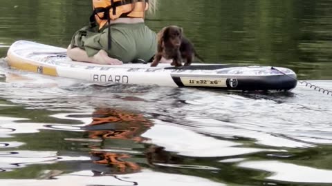 Paddleboarding Dachshund Takes A Plunge