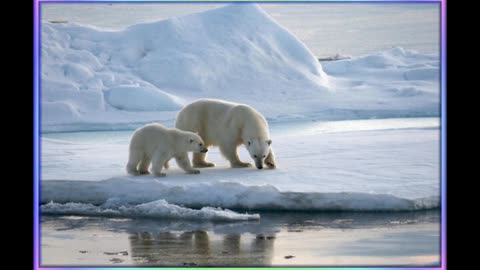 La glace de mer arctique est stable depuis 20 ans -