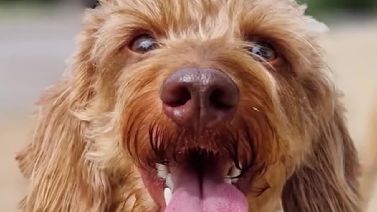 A study in the US Monitoring more than 26k dogs