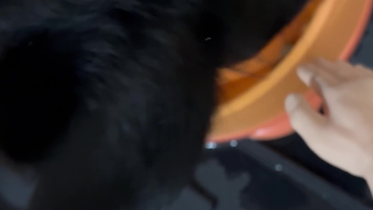 Wednesday whiskers with SPH featuring Sally eating from her slow bowl.