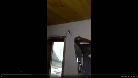 Humor - or psychotic? He chose to kill it with a gun. Too much or what?