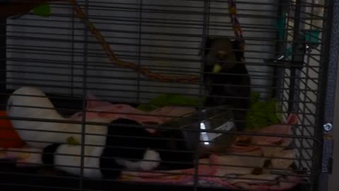 Cute lil Molly the marmoset monkey having a snack