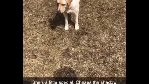 Funniest Animals - Best Of The 2020 Funny Animal Videos - Cutest Animals Ever