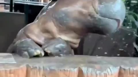 Bath time! 🦛🛁