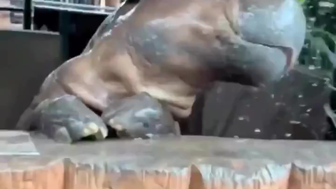Bath time! 🦛🛁