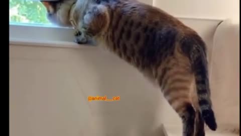 Peeping cats😂😂
