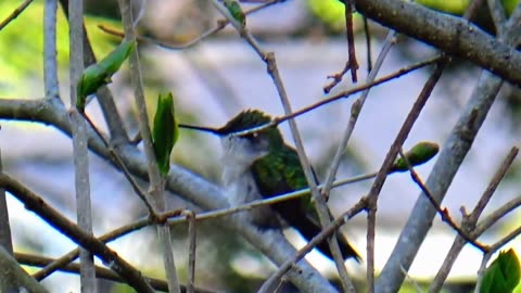 Hummingbird