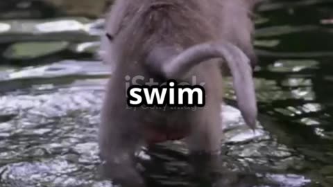 Monkey bathing viral video