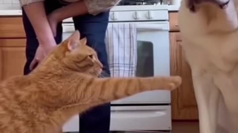 "The cat is the criminal brain, and the dog is the victim 😂"