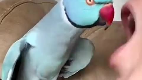 Incredible: Talking Parrot Interacts Adorably With Owner