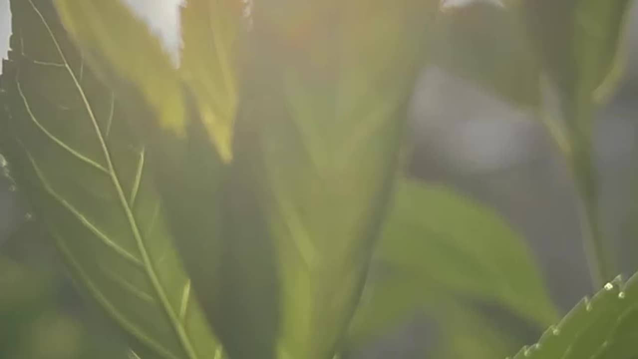 호랑이 장가가는날, 비트코인을 생각하며 #비트코인