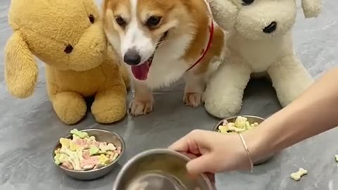 The impatient puppy lost his temper and slammed the door. Corgi, dog, cute pet's debut plan, d
