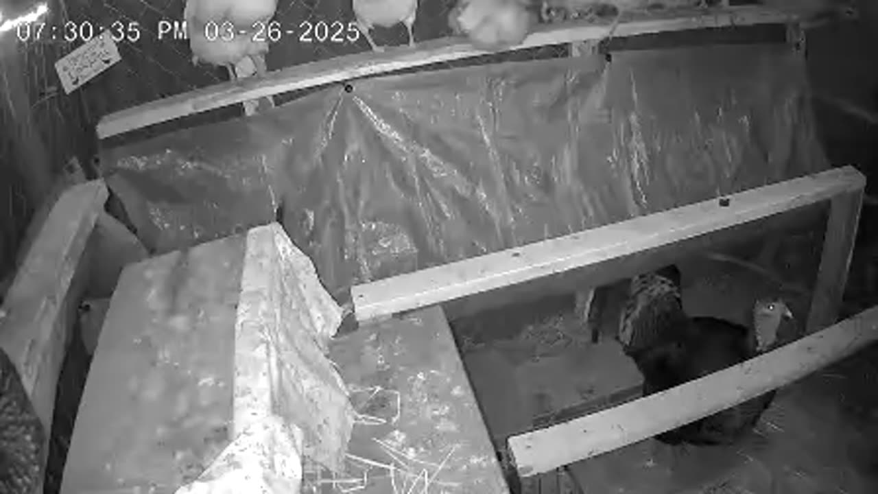 Perch Up And Say Goodnight Cam3
