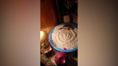 Funniest Ferrets of All Time Funny Pet Videos 2018 That Pet Life