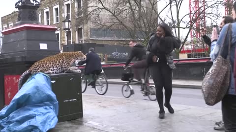 Cartoon Leopard Road Prank: Watch People’s Hilarious Reactions!