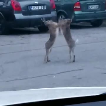 Two Rabbits fighting in the middle of the road - rabbit fight