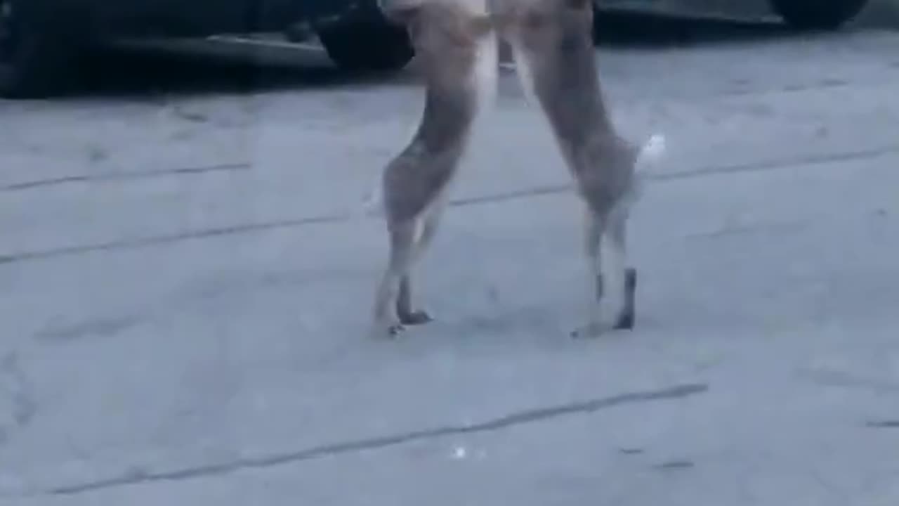 Two Rabbits fighting in the middle of the road - rabbit fight