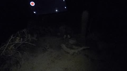 Cacti on walk