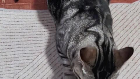 The shoes were scratched full of holes by the cat.