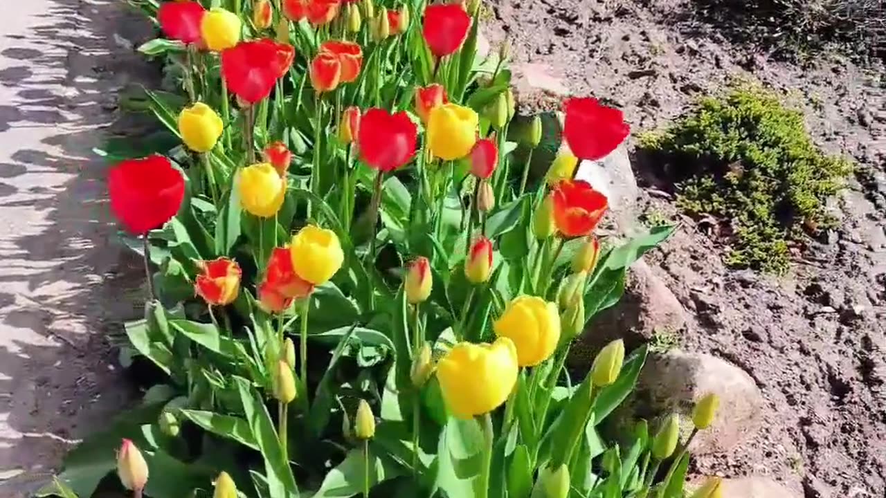 Darwin Hybrid Tulips in Bloom