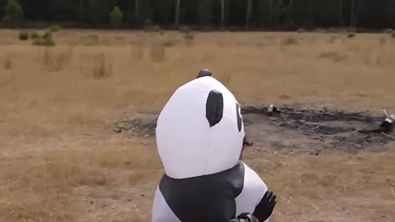 Funny animal