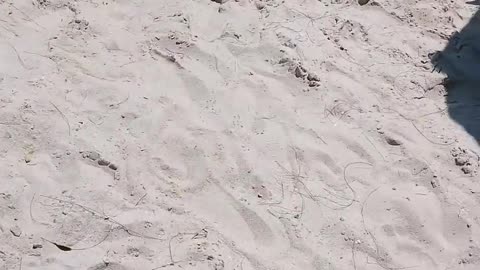 Key West beach at the State Park 1 Impromptu Vacay! #ourtruckinglife #keywest #truckdriver #reallife