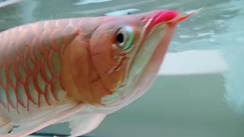 Feeding Time with My Arowana"