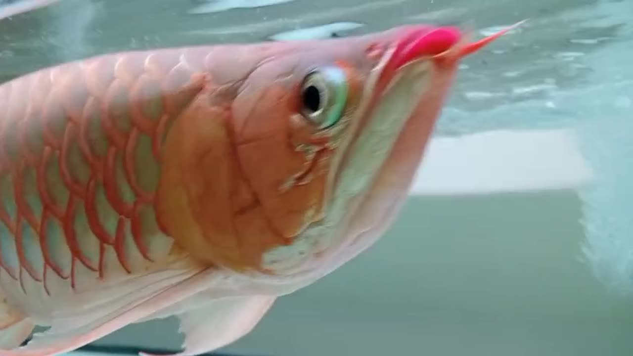 Feeding Time with My Arowana"