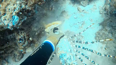 Commercial giant tropical rok lobster grouper tries to eat my catch