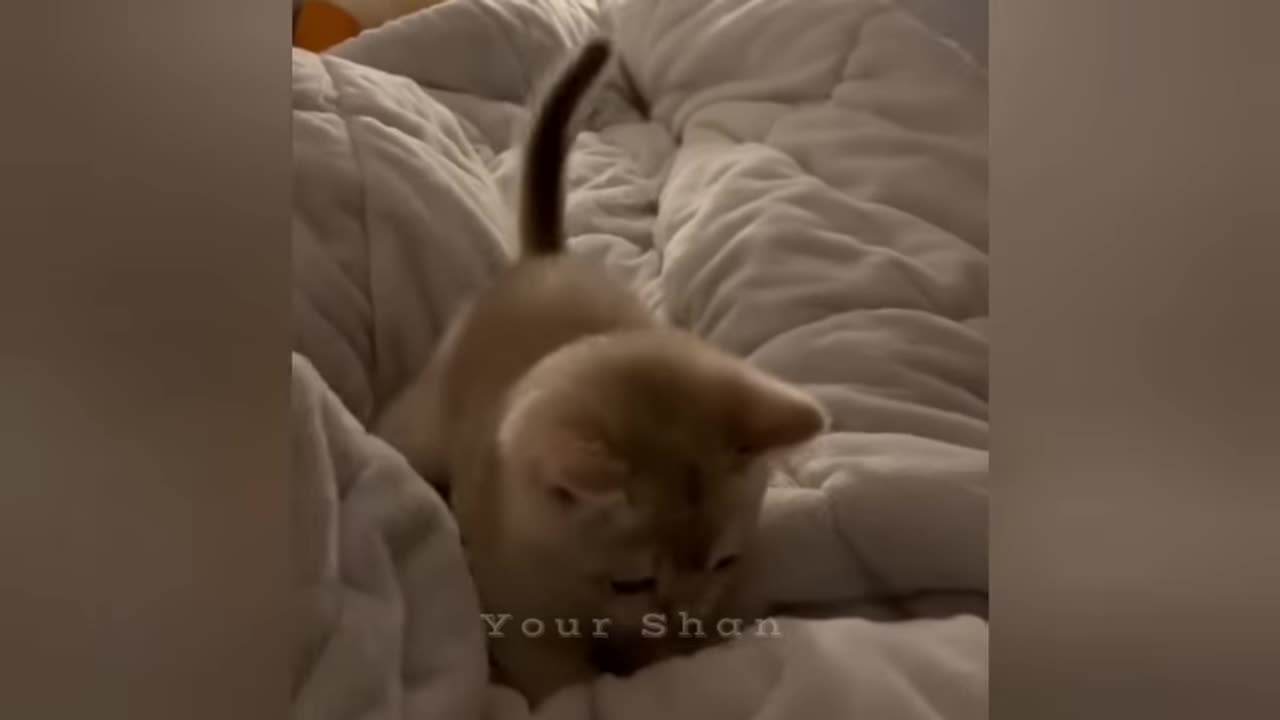 Too Cute to Handle part 2