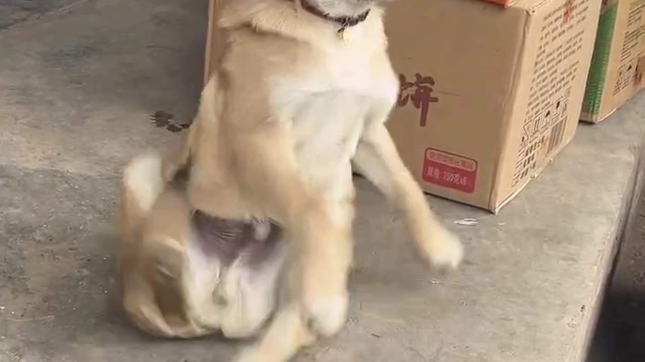 cute dogs