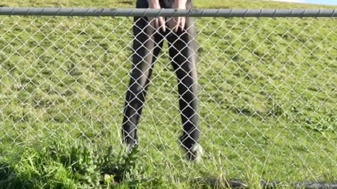 How animals get over a fence(with emojis