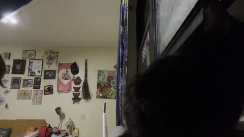 Letting My Cat 🐈‍⬛ 🐱 🐈 Run Some Of My Vlog What Was I Thinking 🤣 😝