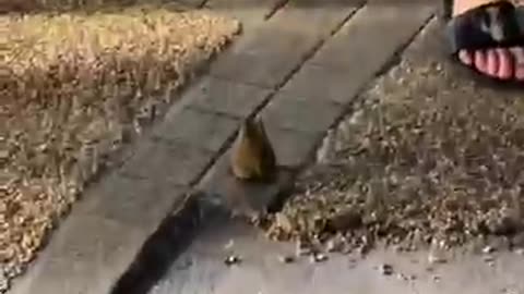 Viral: Daily Dose of Internet: Kinda Funny Animal Fails You Can't Miss! #funny #