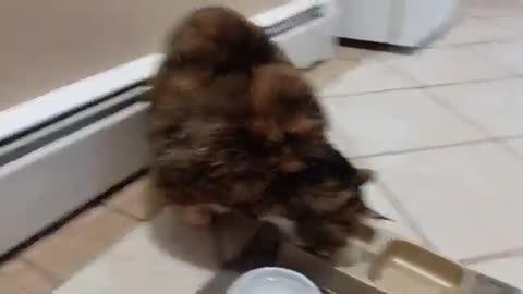 Watch This Cat DINE LIKE A KING: The Most Satisfying Mealtime EVER