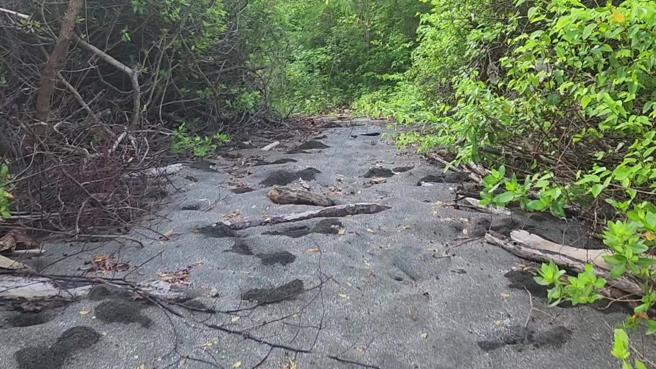 Clown crabs everywhere