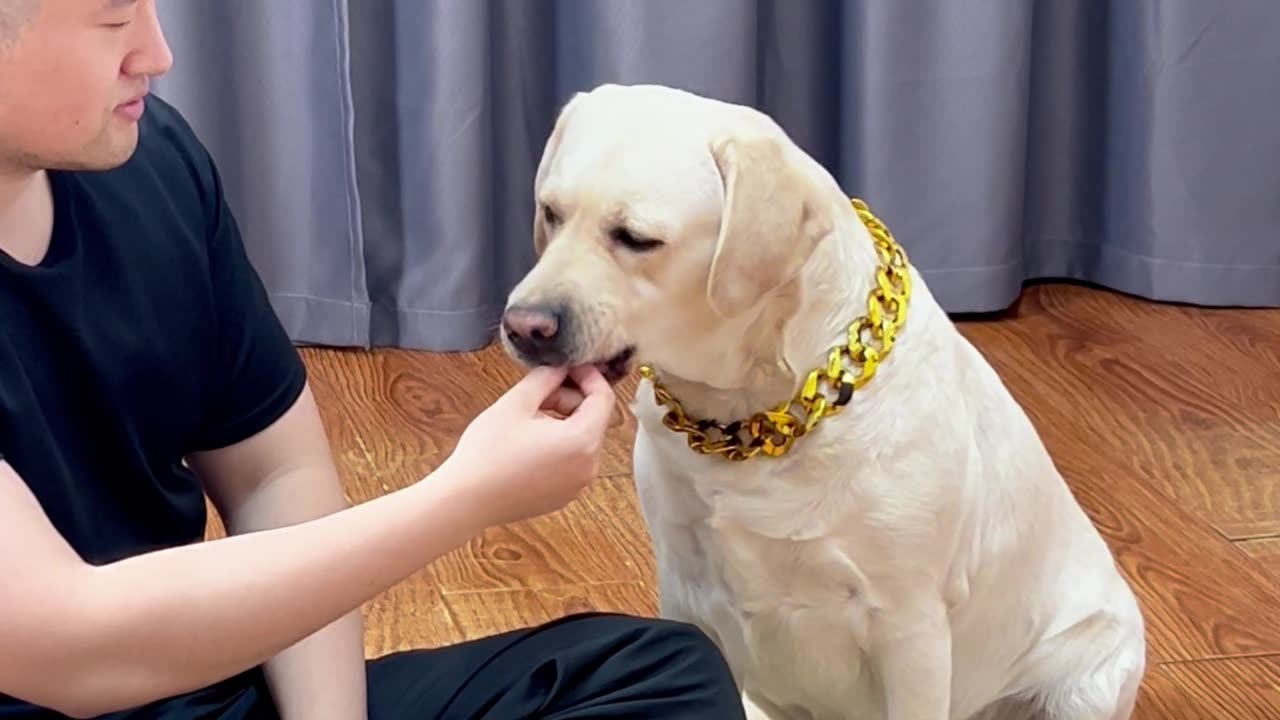 不来点狠的，，狗子是真不吃药啊！