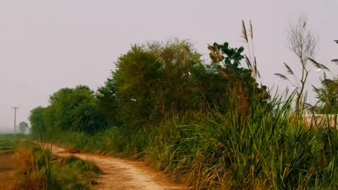 Village ❤ #maxrecords #larkana #sindh #pakistan