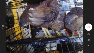 The Birdy Dozen