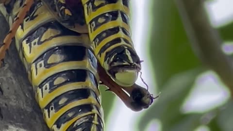 w.ild Grasshoppers mating on a limb of an O.granic Pecan tree
