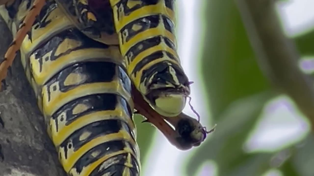 w.ild Grasshoppers mating on a limb of an O.granic Pecan tree