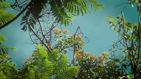 Beauty of nature 4k,beauty of nature,4k,4k video,beauty of nature video,beauty of nature flowers,bea