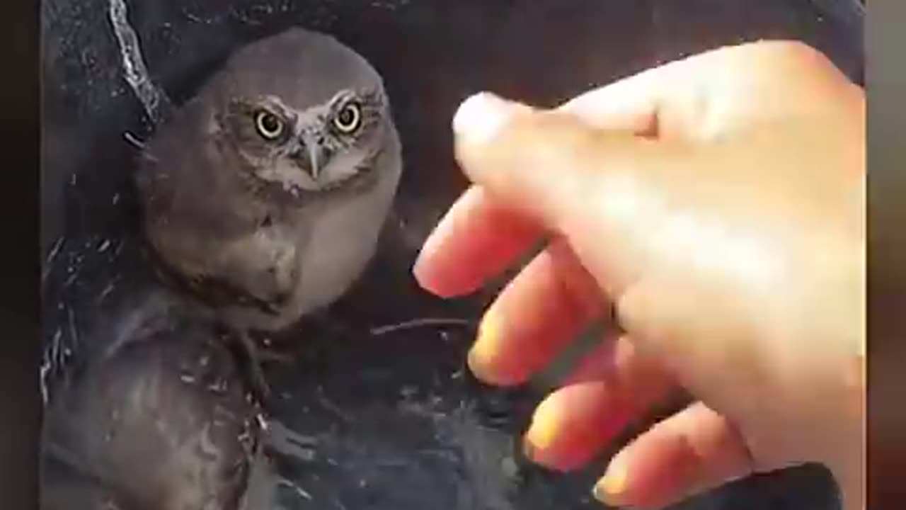 Crazy owl survival technique