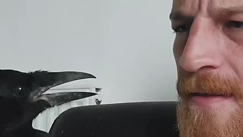 Crow Bites Nose and Gets Scolded