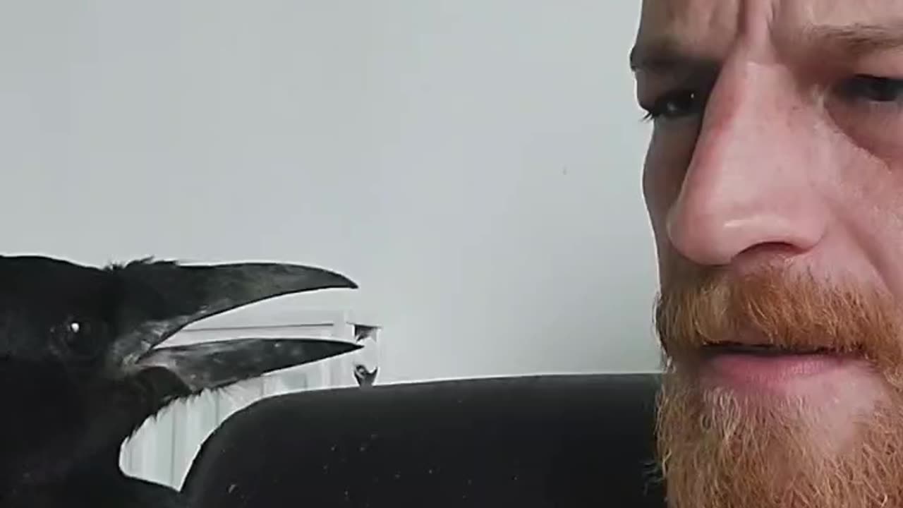Crow Bites Nose and Gets Scolded